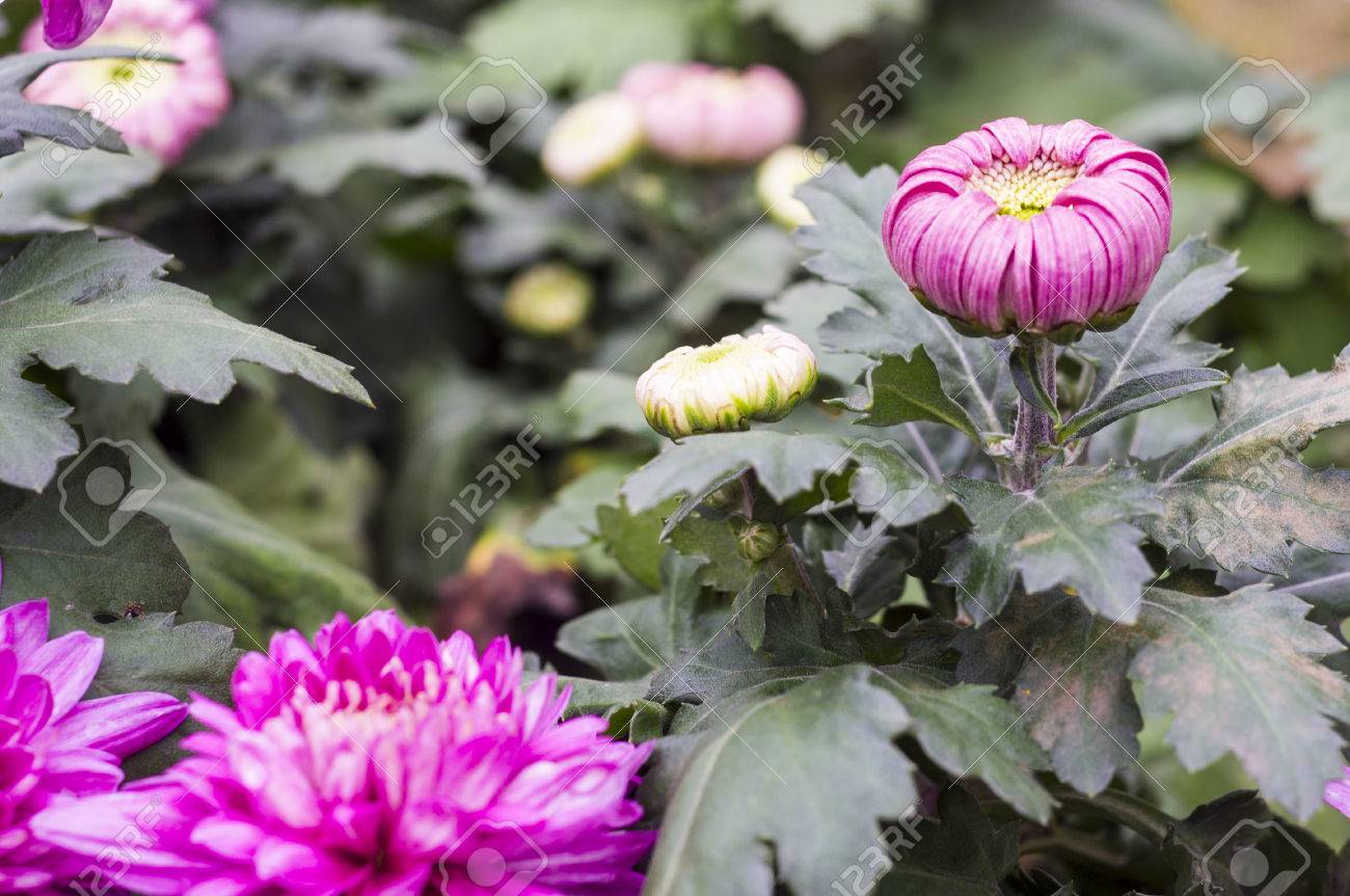 赤い菊の花とつぼみ の写真素材 画像素材 Image