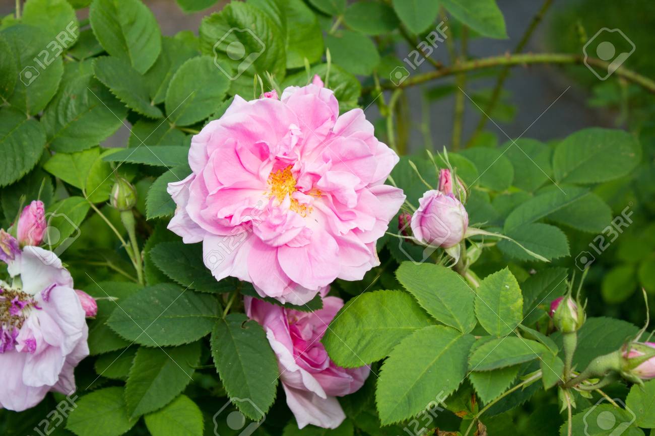 ダマスク ローズ 花 または Rosa De キャトル セゾン ゲッティンゲン ドイツのバラで その学名はローザ X Damascena です の写真素材 画像素材 Image