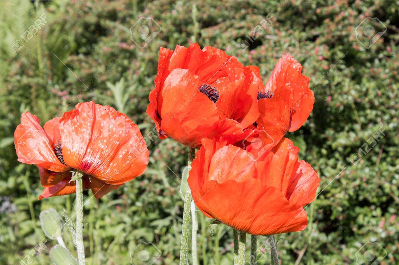 アヘン ポピー ケシ は 東地中海から発するケシ家族 ケシ科 の植物です 種子は油抽出に関しては同様に食品として使用できます 高 C のアヘン用 ケシのアルカロイドのすべての部分 の写真素材 画像素材 Image