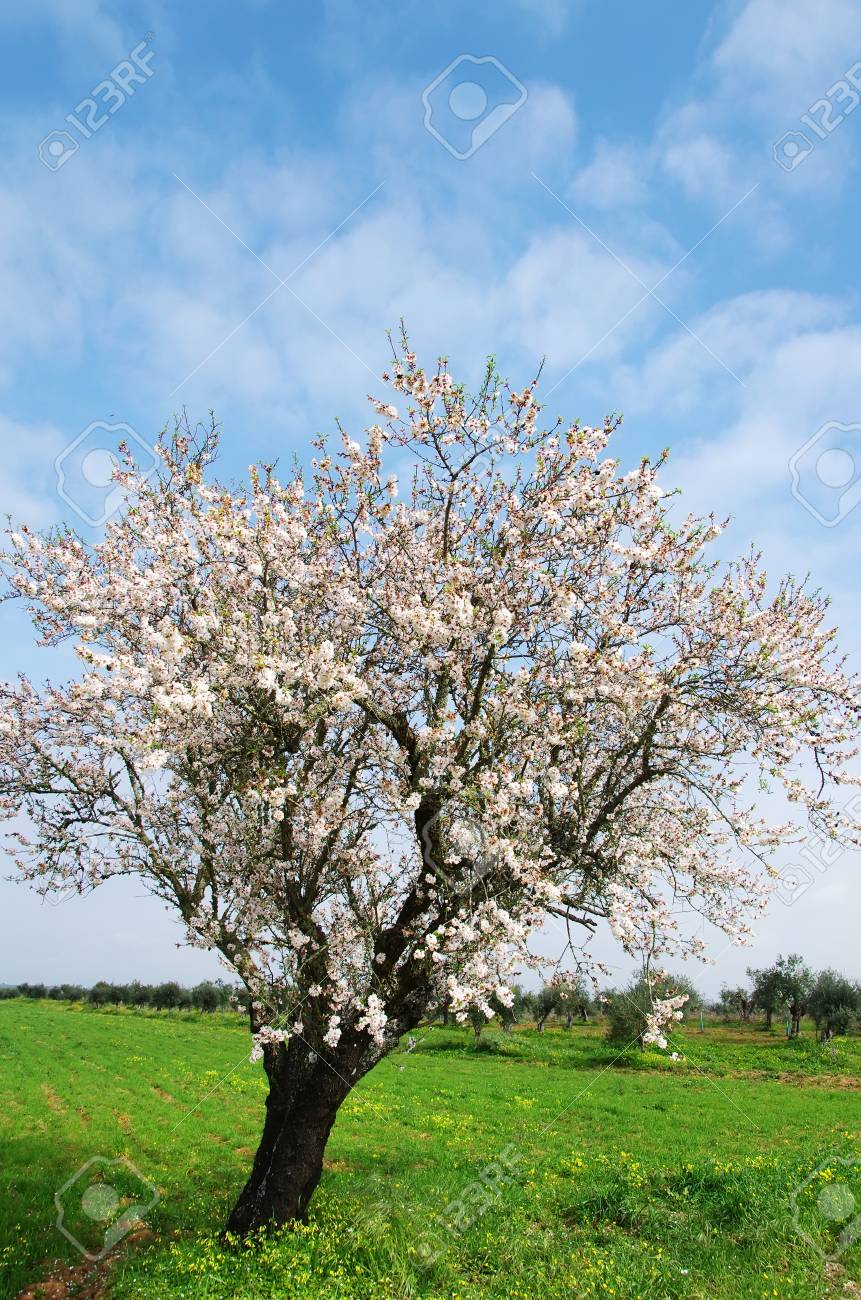 almond tree blooming in the alentejo region portugal stock photo