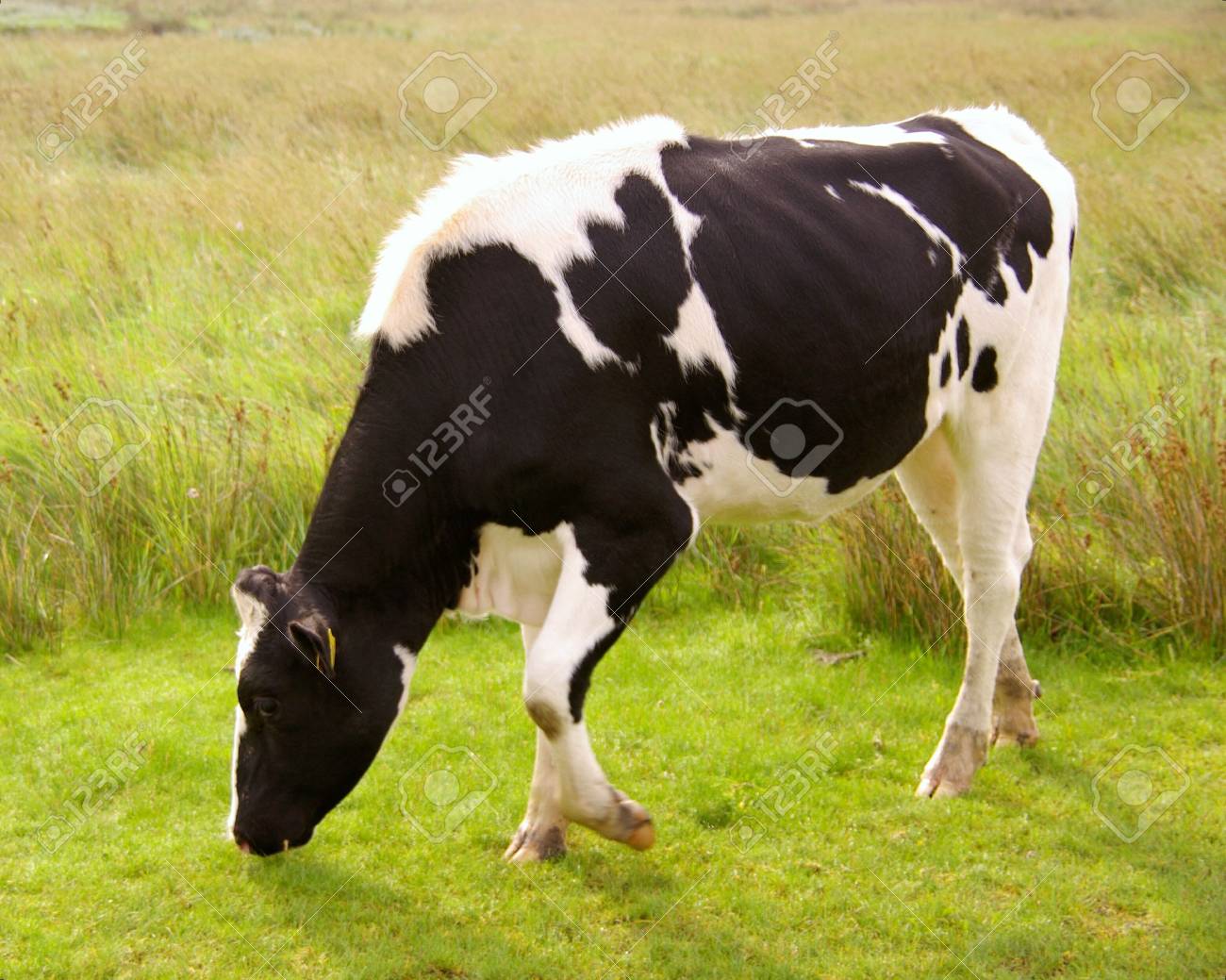 Una Vaca Pastando En Un Pantano De Marea Con Vegetacion Fotos Retratos Imagenes Y Fotografia De Archivo Libres De Derecho Image 3482783