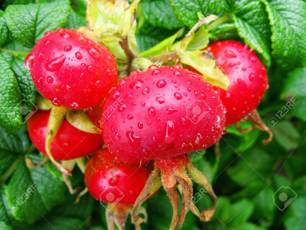 Fruit Of Dogroses With Dew Drops Stock Photo, Picture and Royalty Free  Image. Image 3825293.