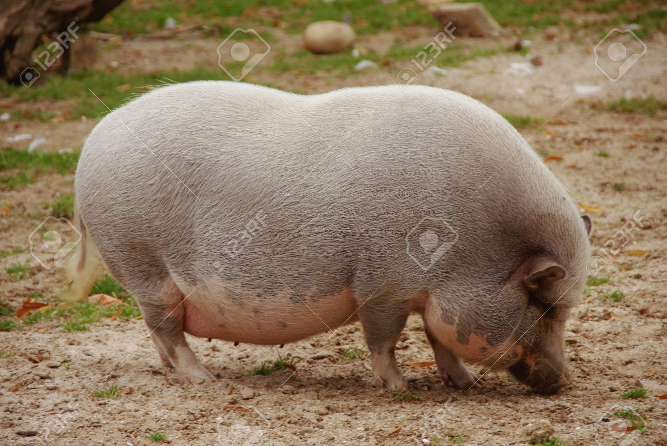 How to Breed Pot Bellied Pigs pictures photo How to Breed Pot Bellied Pigs