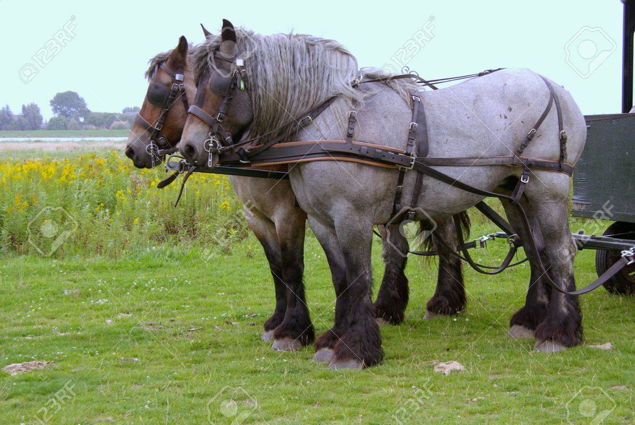 ベルギーの仕事馬の 2頭立ての馬車 の写真素材 画像素材 Image ベルギーの仕事馬の 2頭立ての馬車 の写真素材 画像素材 Image