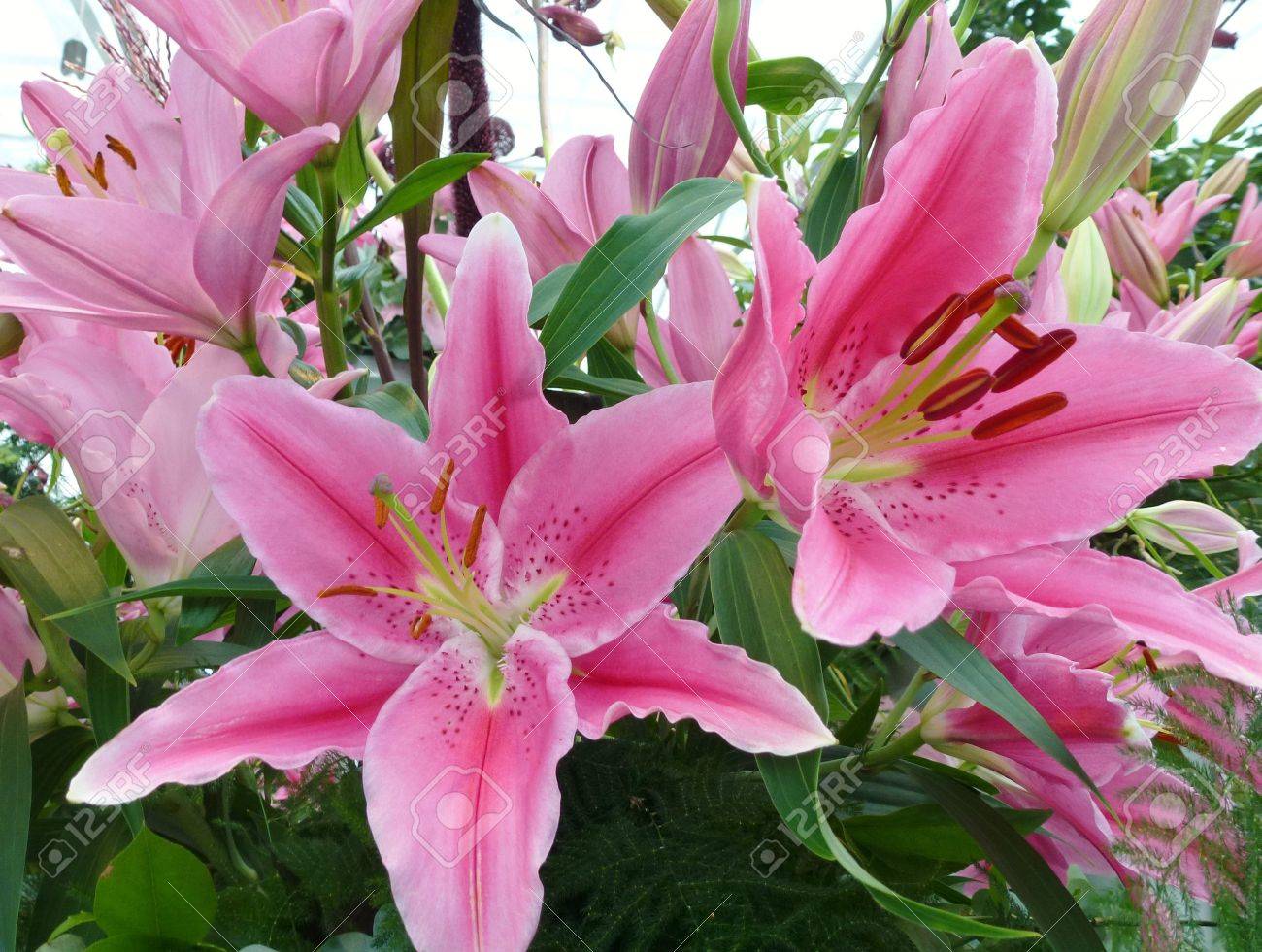 ユリ科ユリ科の花のクローズ アップ の写真素材 画像素材 Image