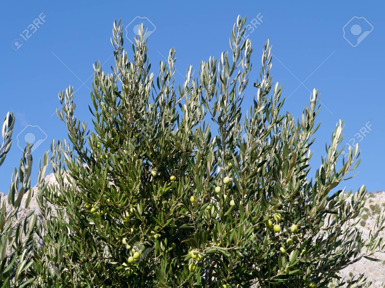 オリーブの木 アルベキナ 【公式通販】