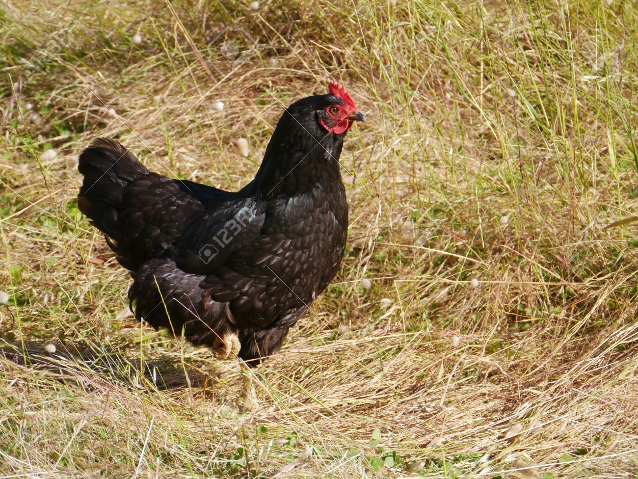 オーストラリア原産の黒い鶏の品種は、オーストラです。の写真素材