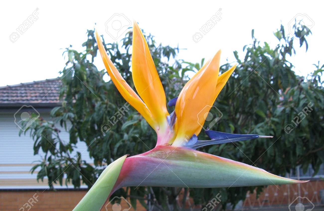 Une Plante à Fleurs De Strelitzia Orange A également Appelé Oiseau De Paradis Dans Un Jardin En Australie