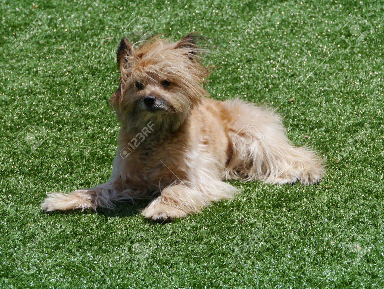 long haired silky terrier