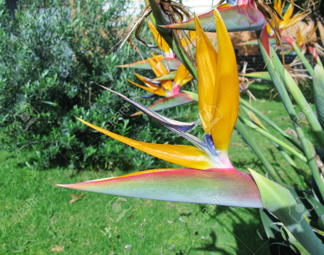 Une Plante Fleurie Dorange Strelitzia Aussi Appelé Oiseau De Paradis