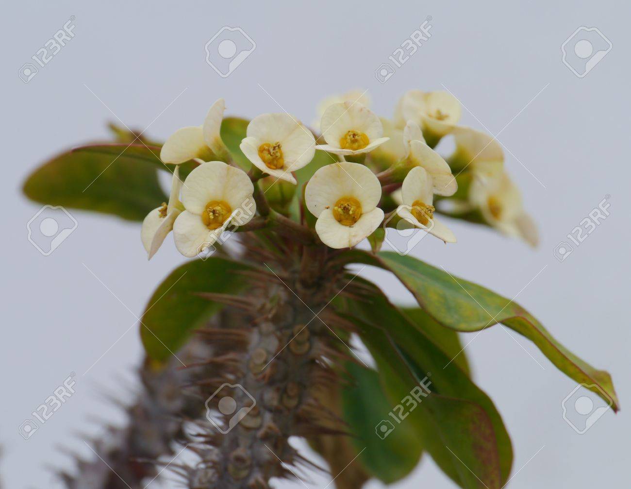 キリスト植物 ハナキリン またはとげの王冠はいばらの多肉植物 低木と小さな花が開花 の写真素材 画像素材 Image