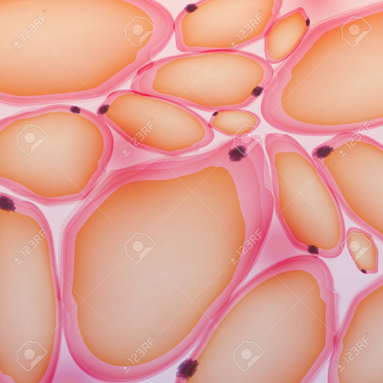 脂肪組織 脂肪細胞脂肪細胞 イラスト のイラスト素材 ベクタ Image