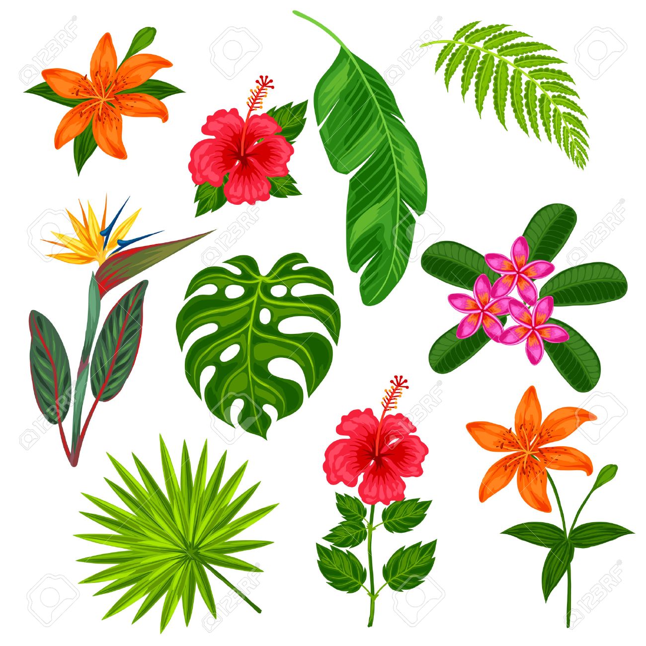 Set of stylized tropical plants, leaves and flowers. Objects for decoration, design on advertising booklets, banners, flayers. - 55793084 Set of stylized tropical plants, leaves and flowers. Objects for decoration, design on advertising booklets, banners, flayers. - 55793084