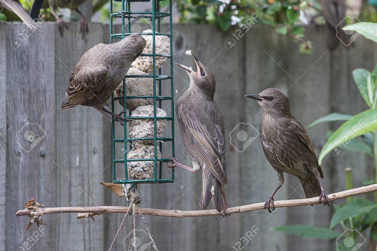 若いムクドリは 鳥の餌箱の上の戦いのグループ の写真素材 画像素材 Image