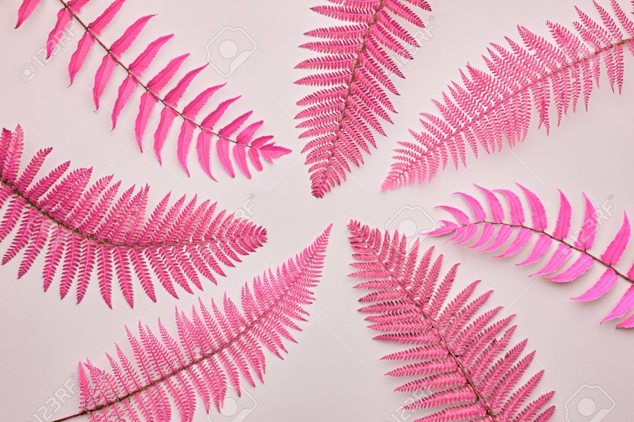 pink fern fashion tropical leaf floral leaves concept vivid