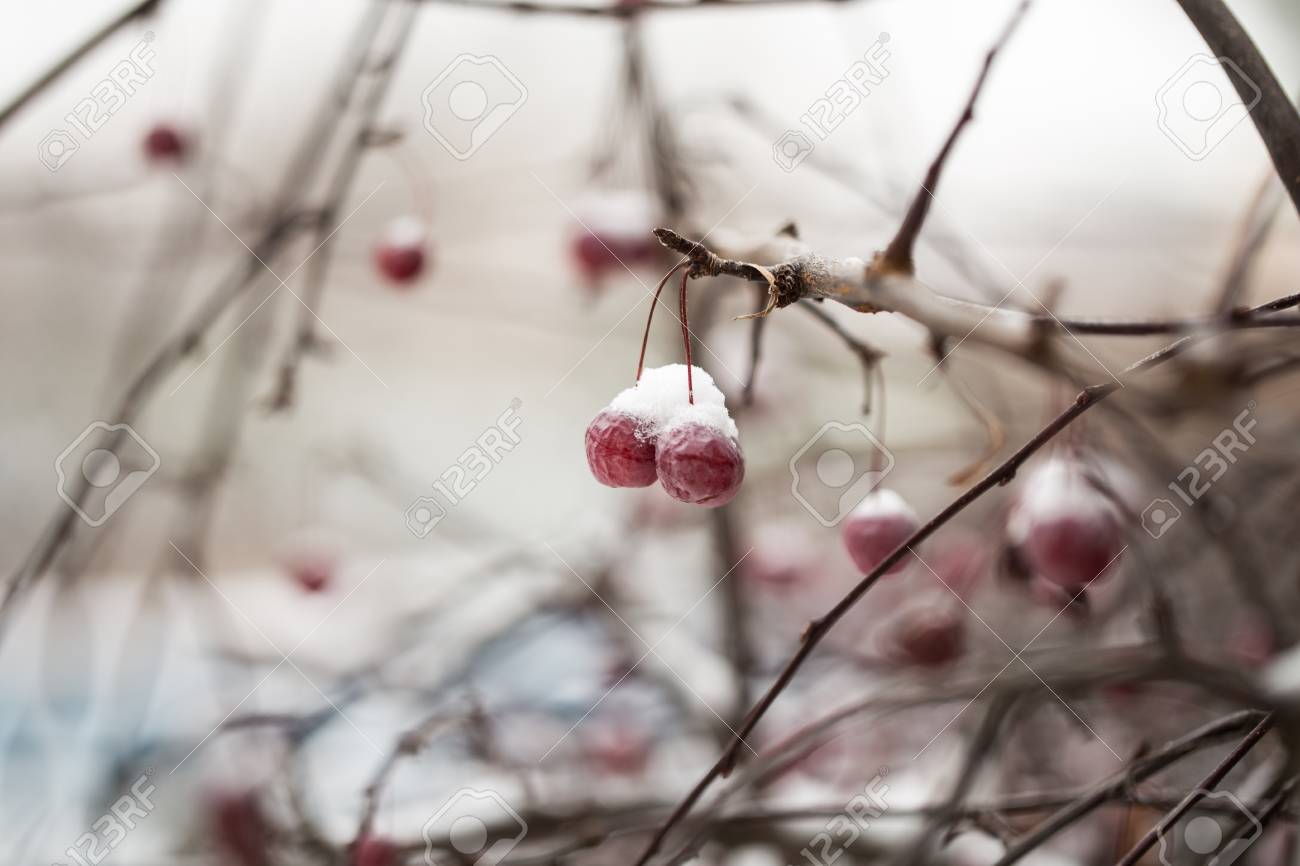 フォア グラウンドと冬の公園にオフリード 歩道の赤い実と野生リンゴ木の雪に覆われた枝 の写真素材 画像素材 Image