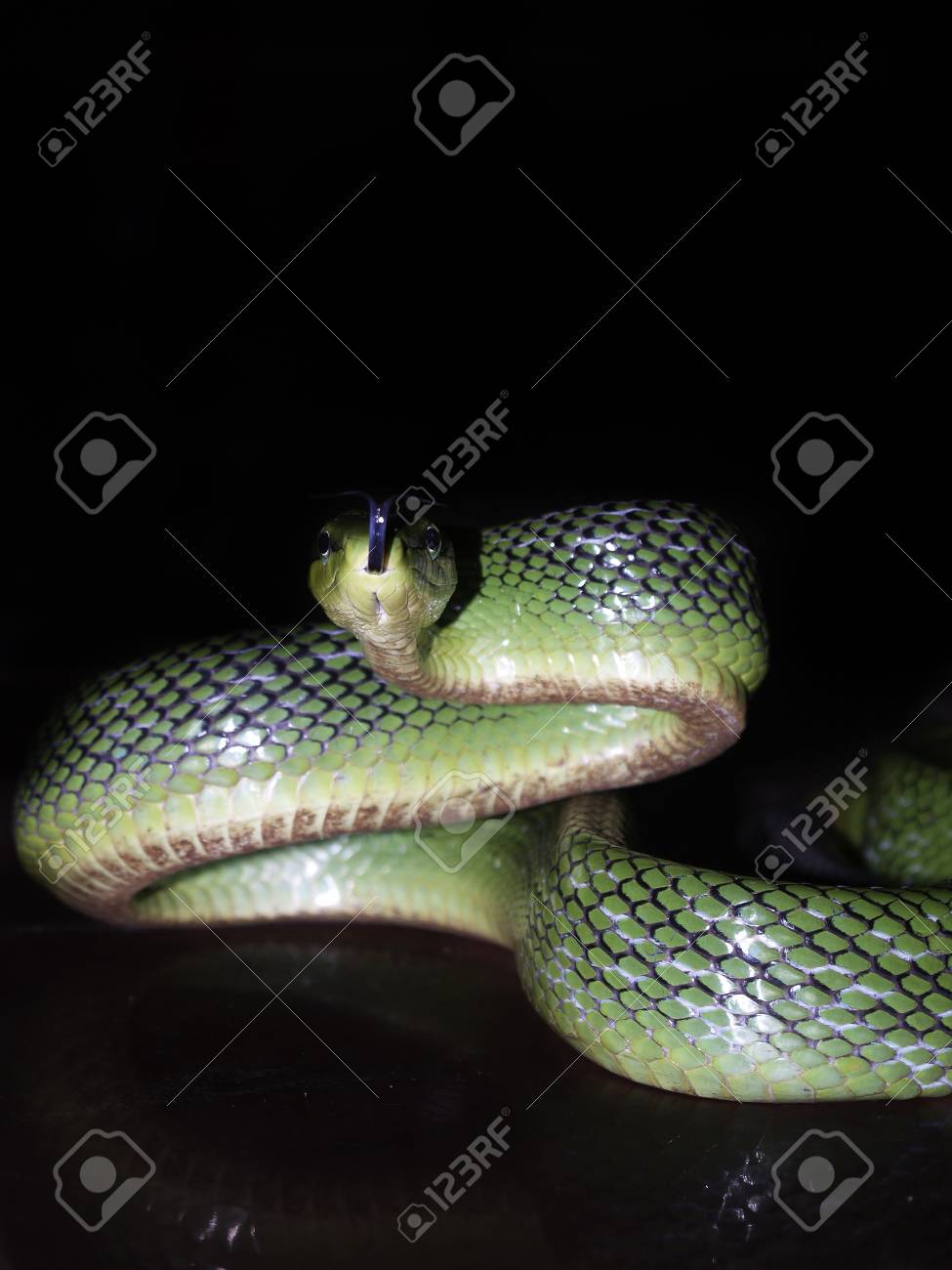 緑の木蛇 黒の分離 の写真素材 画像素材 Image 緑の木蛇 黒の分離 の写真素材 画像素材 Image