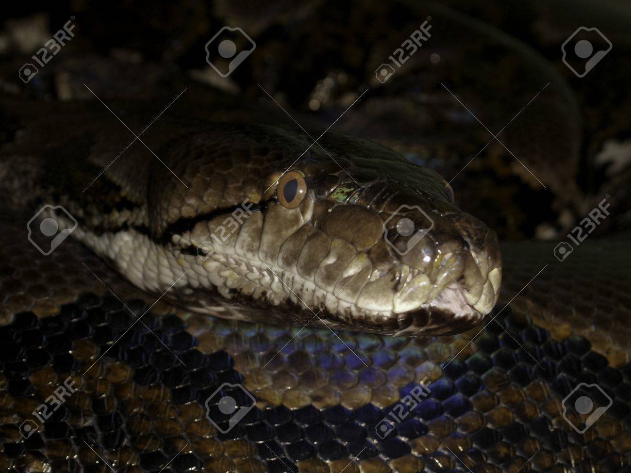 etiam-dictum-ipsum-a-felis