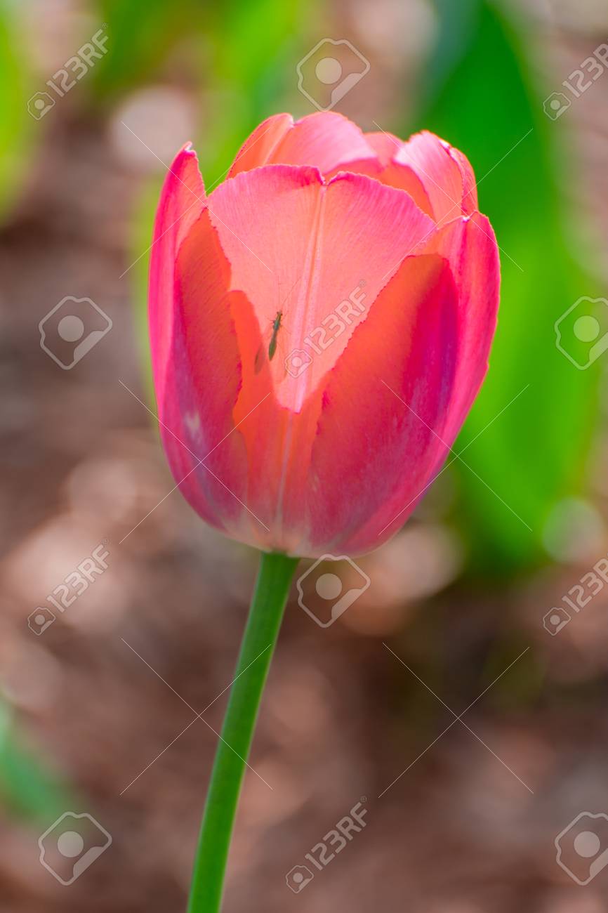 贈り物として小さな虫でチューリップの花 の写真素材 画像素材 Image