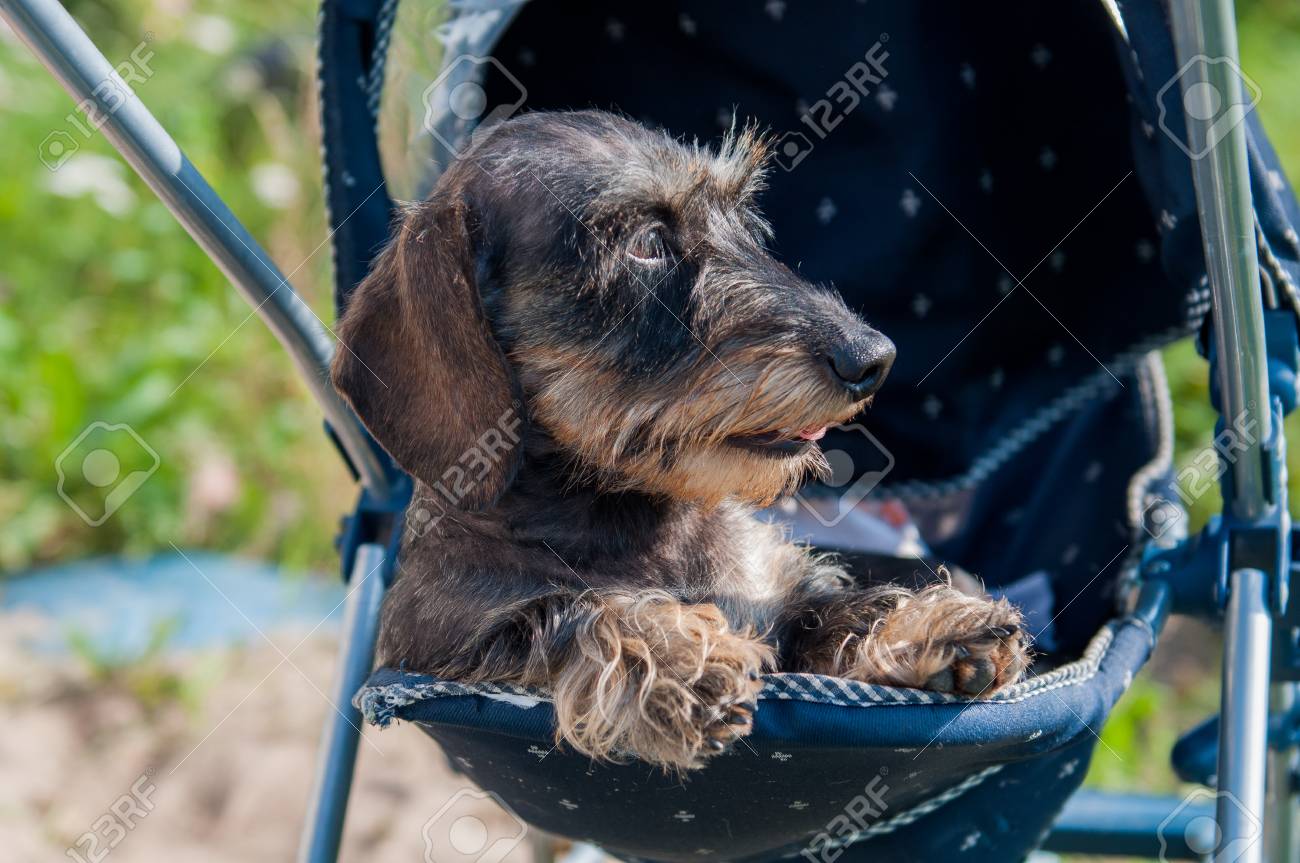 dog in baby carriage