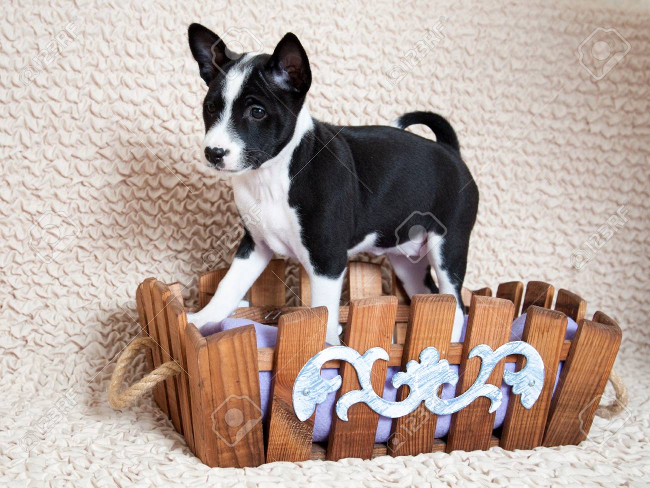 small basenji