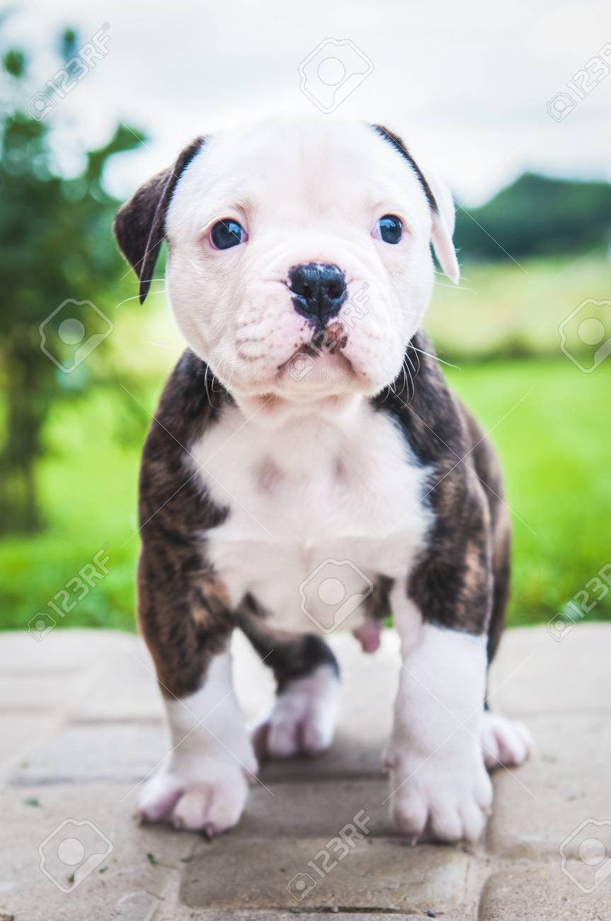 american bulldog puppy pictures