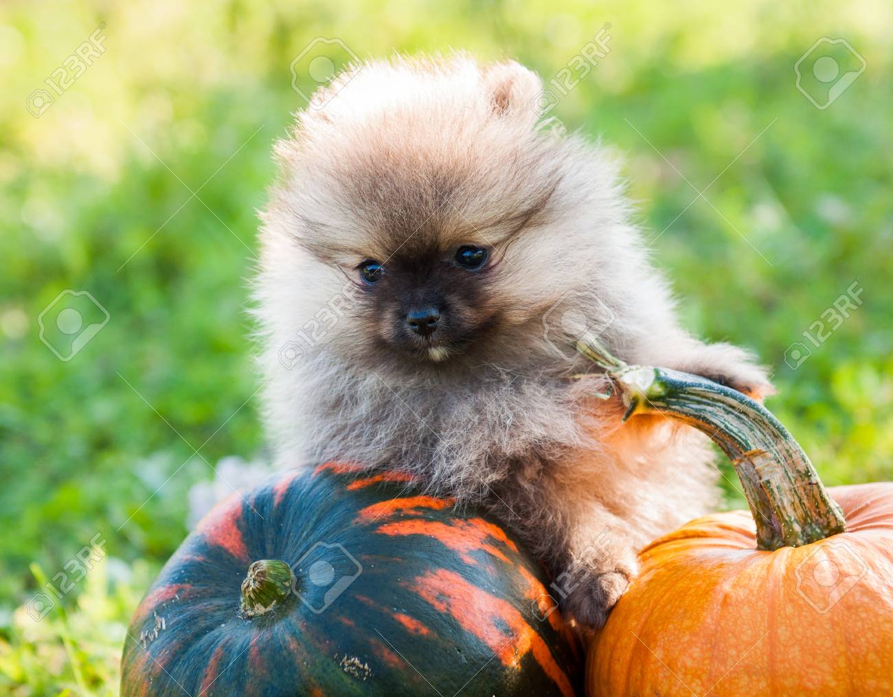 funny pomeranian dog close up and pumpkin halloween background