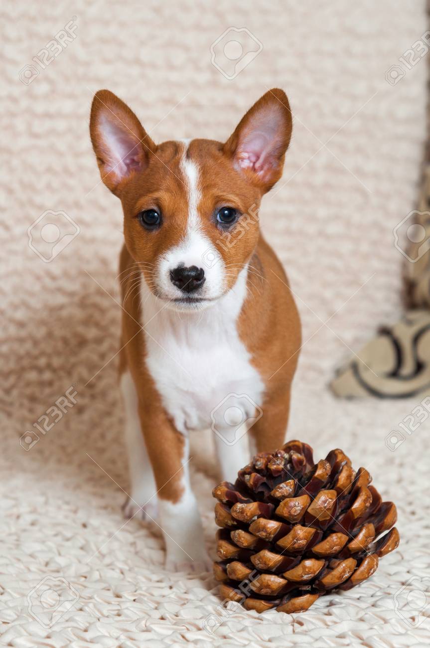 basenji dog puppy