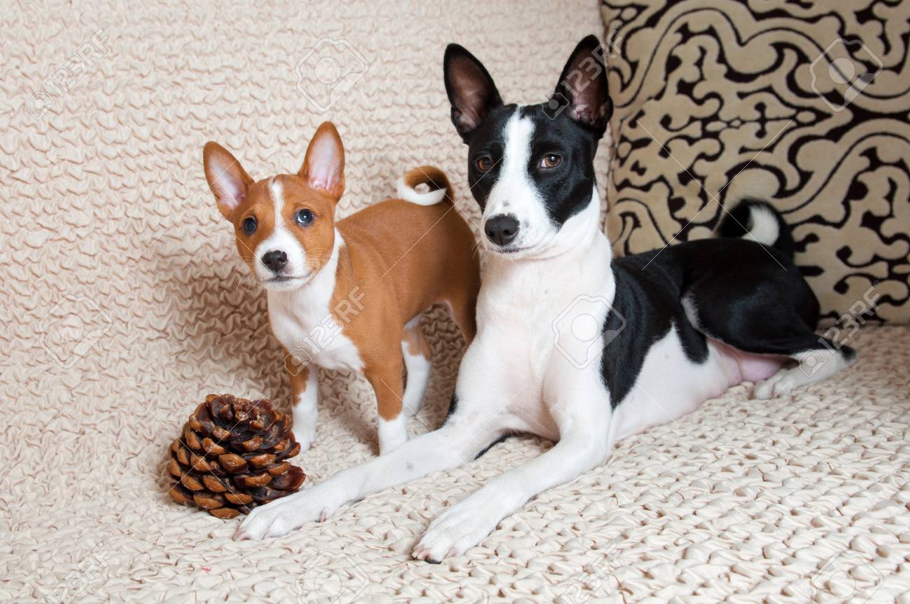black basenji puppies