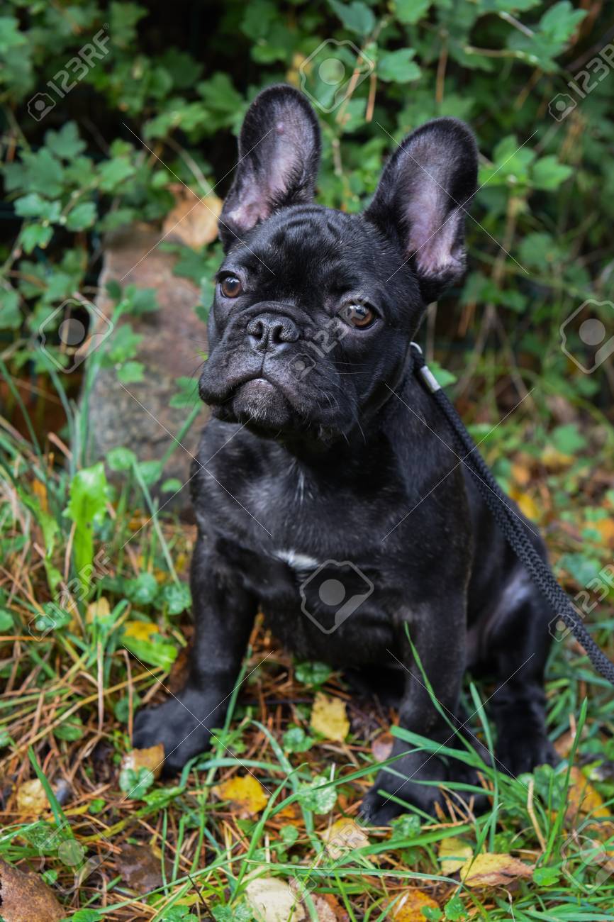 Belle Chiot Bouledogue Francais Noir Close Up Banque D Images Et Photos Libres De Droits Image