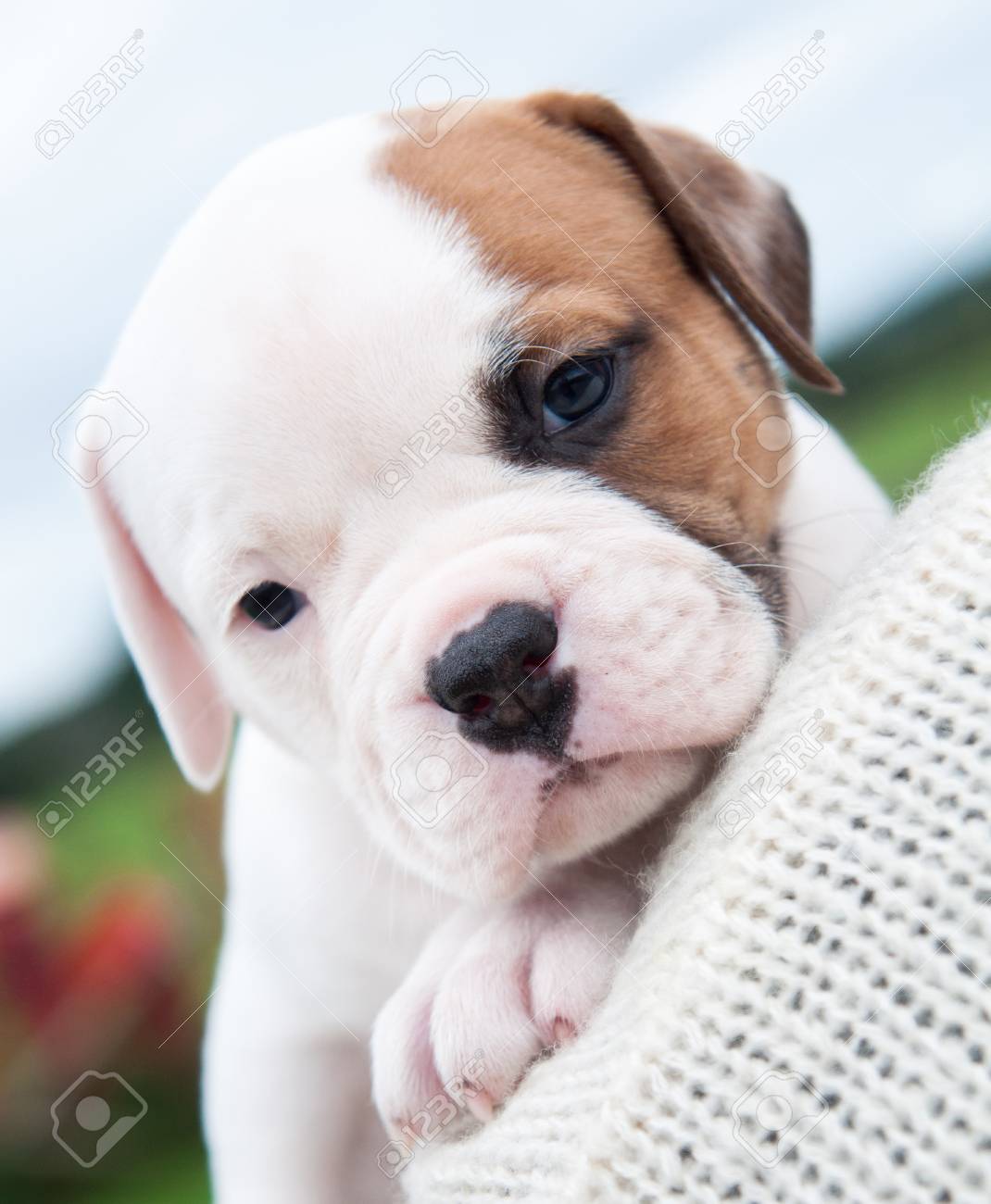 Funny Nice American Bulldog Puppy On Hands On Nature Background Stock  Photo, Picture and Royalty Free Image. Image 89904386., image size:1070x1300