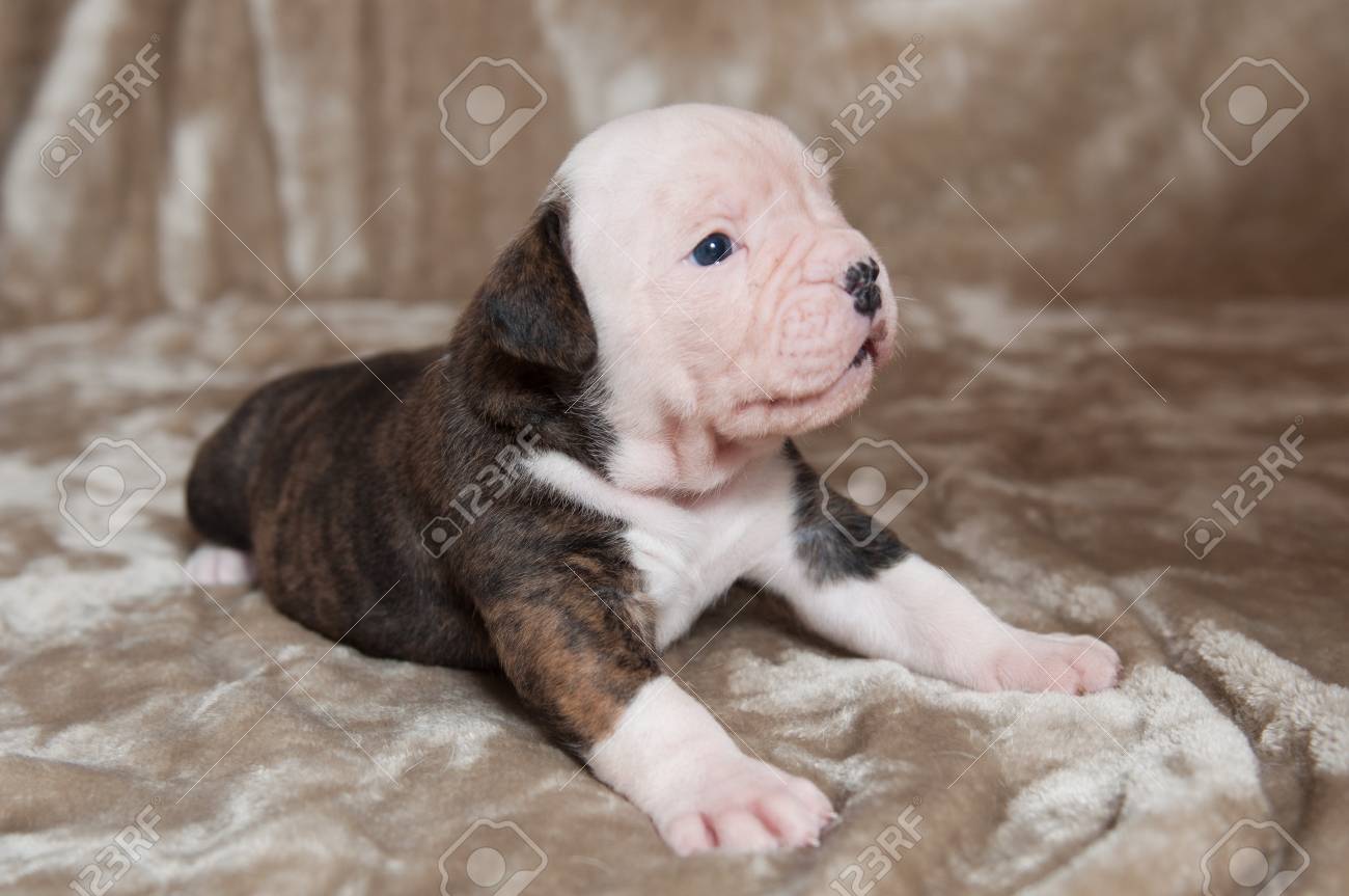 Funny Tiger Color American Bulldog Puppies On Light Background Stock Photo Picture And Royalty Free Image Image 89904397
