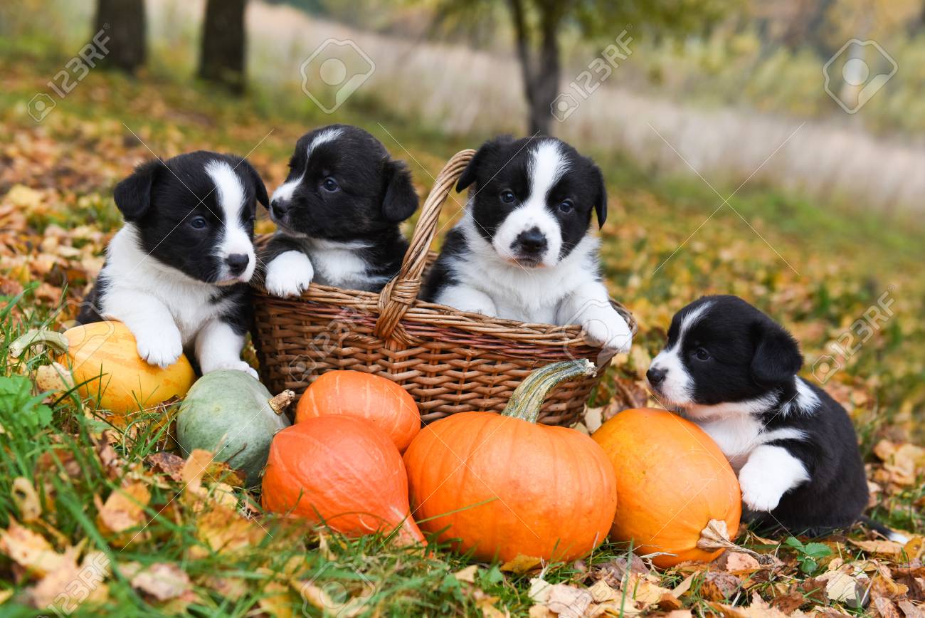 puppies with pumpkins