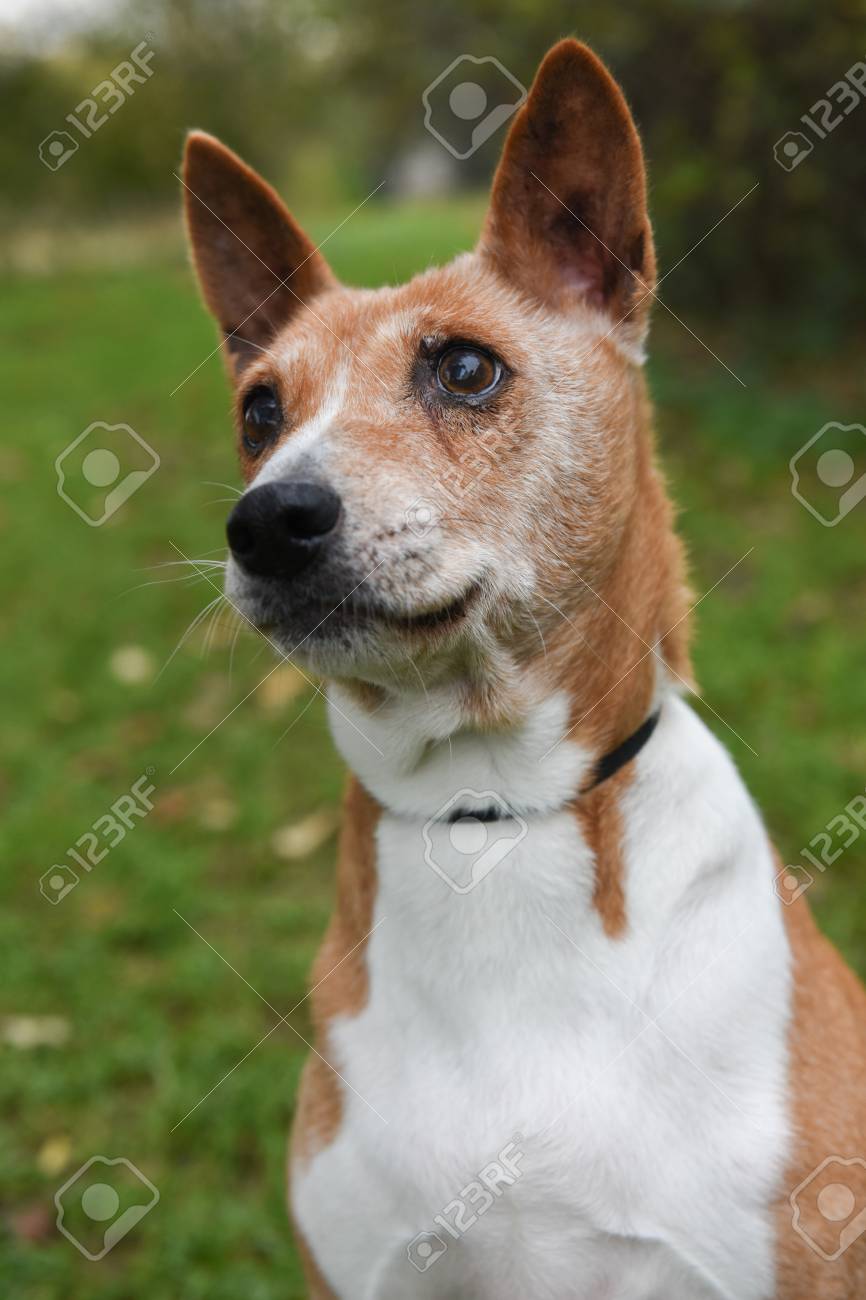 alliance of therapy dogs renewal