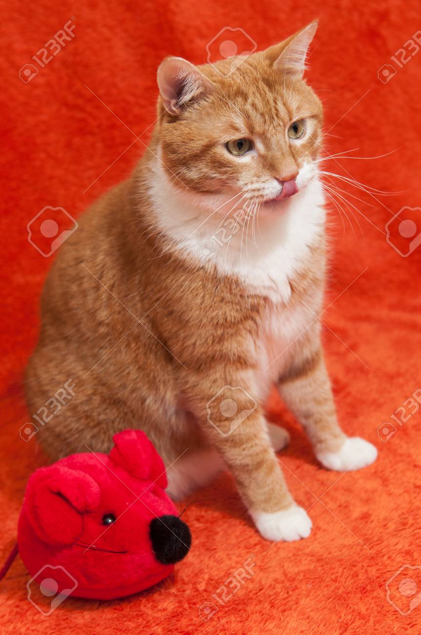 red mouse cat toy
