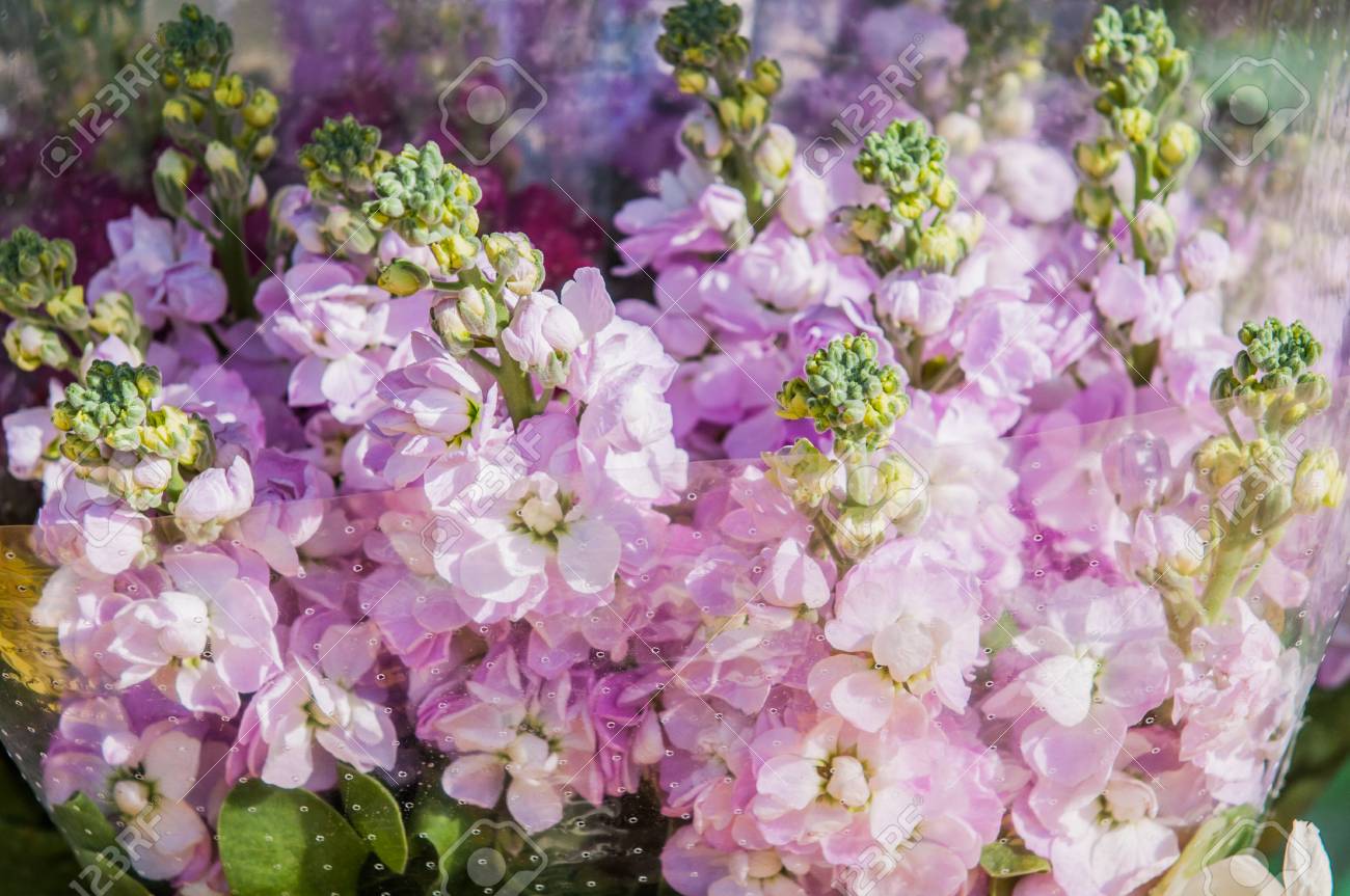 Gilly Flower Gilly Flower