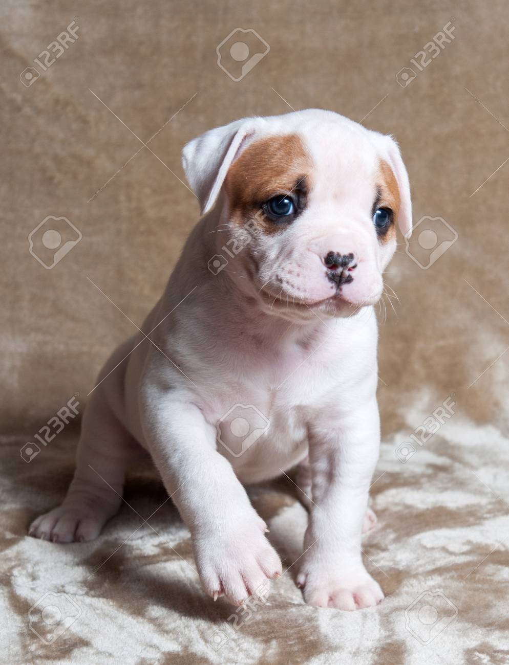 small white bulldog