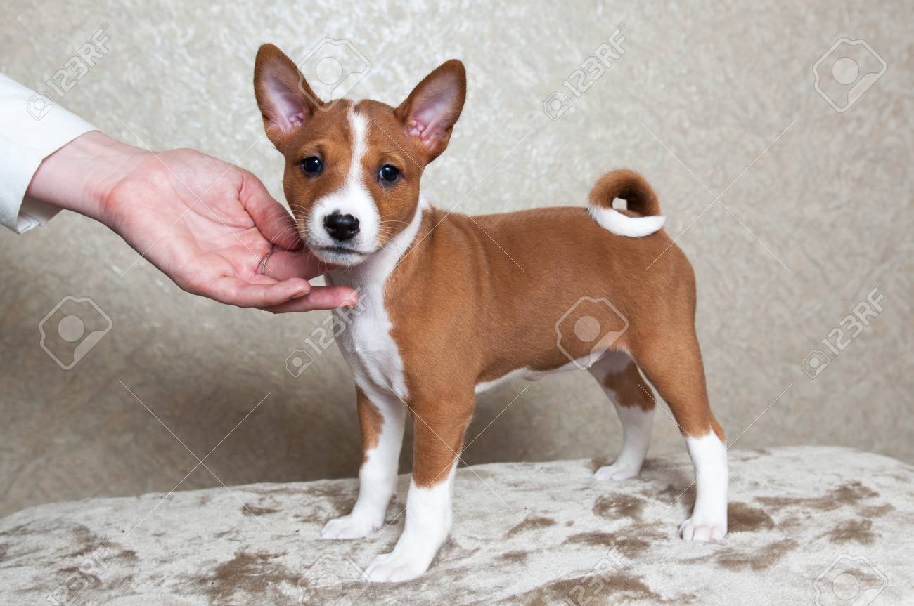 red basenji