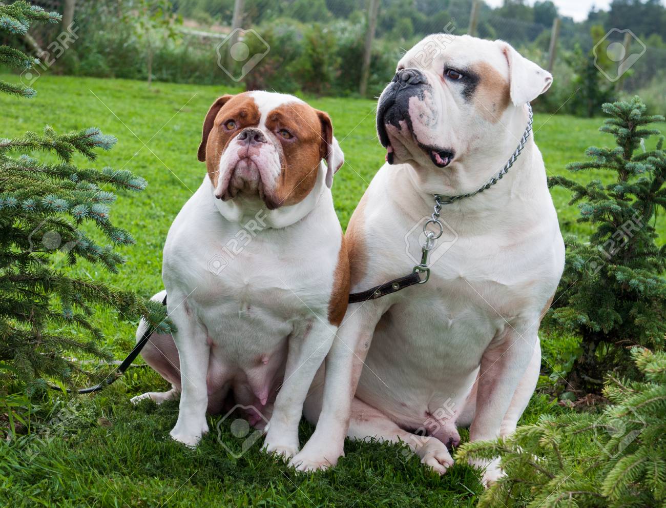 solid white american bulldog