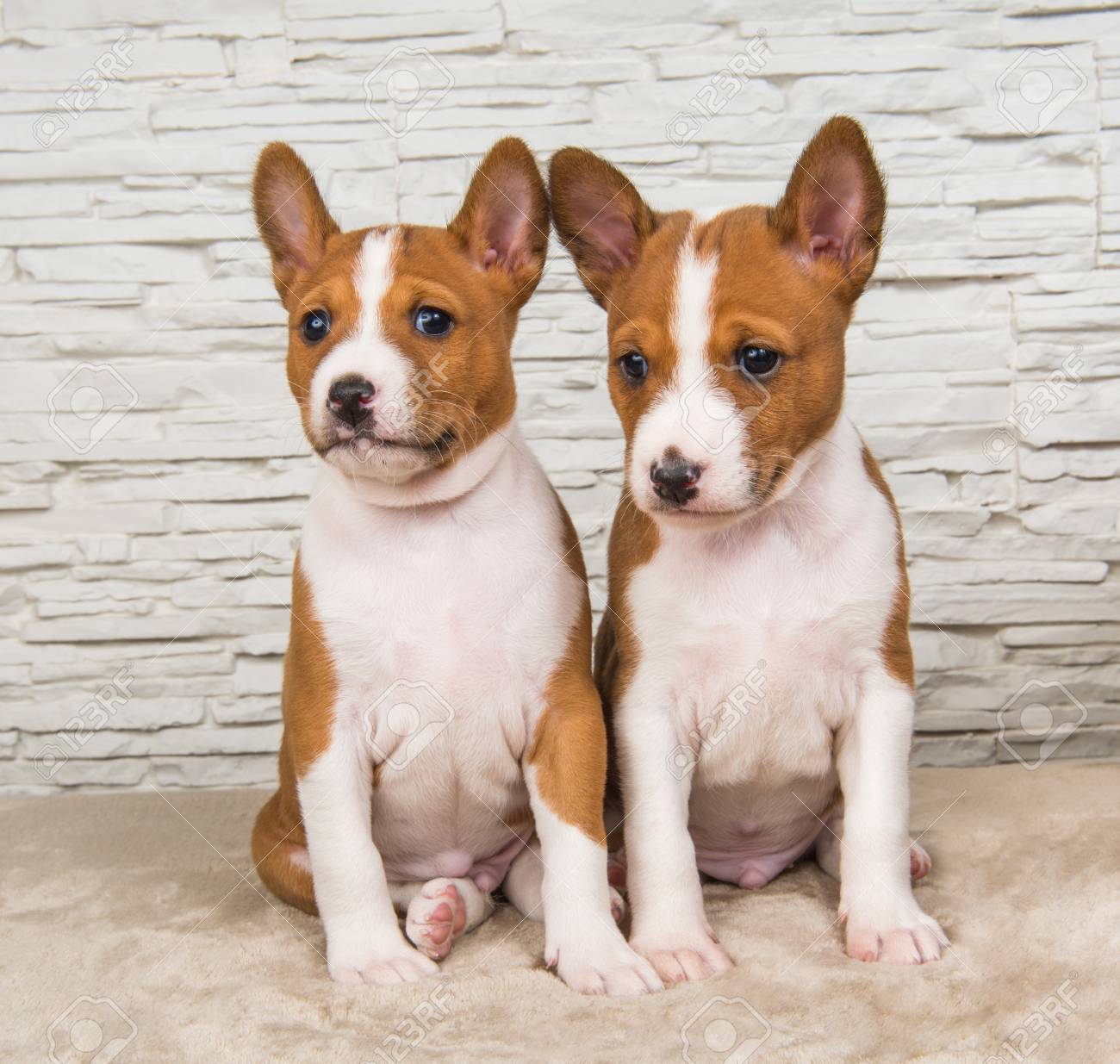 buy a basenji puppy