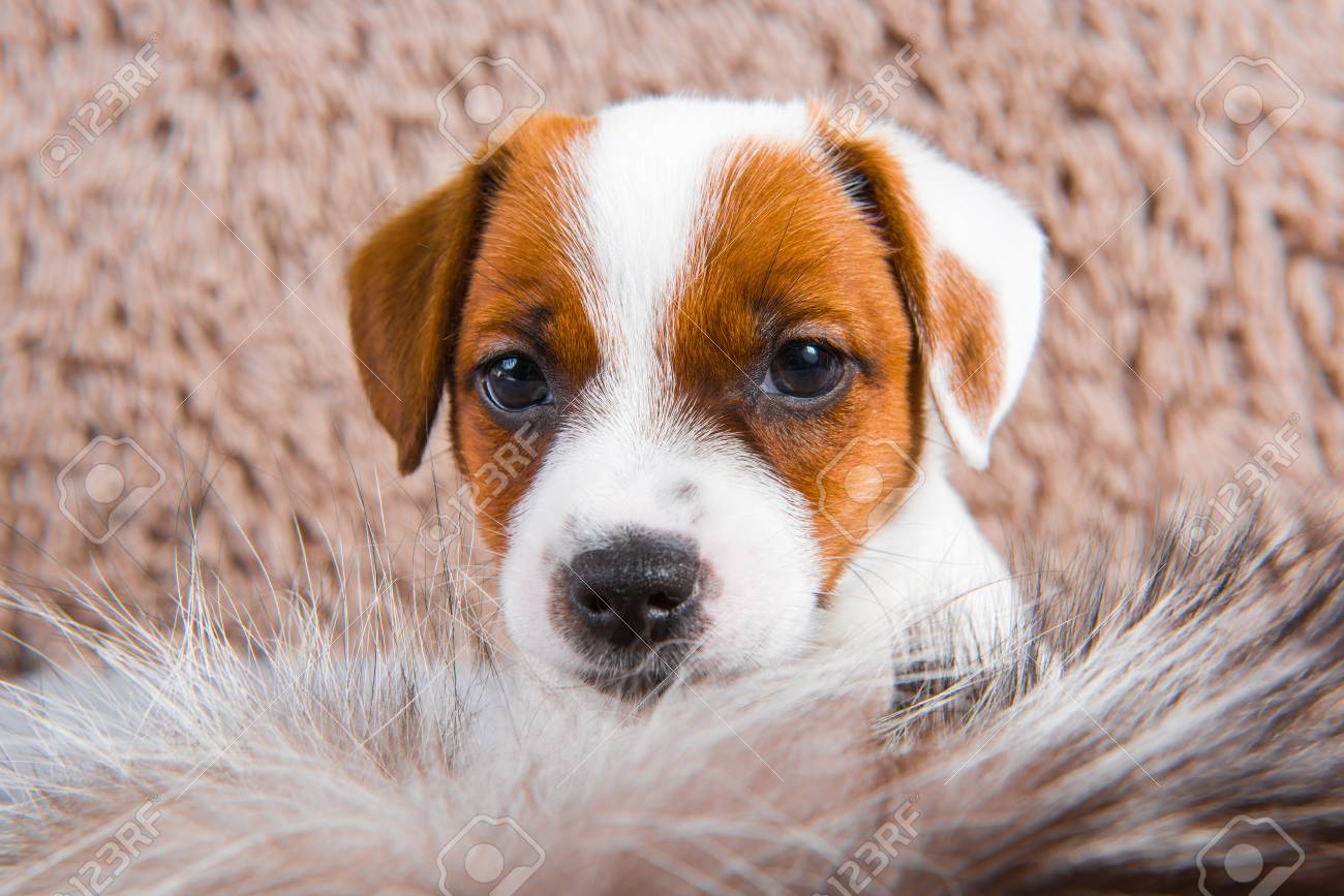 Cute Funny Jack Russell Terrier Dog Puppy Is Playing In Fur On