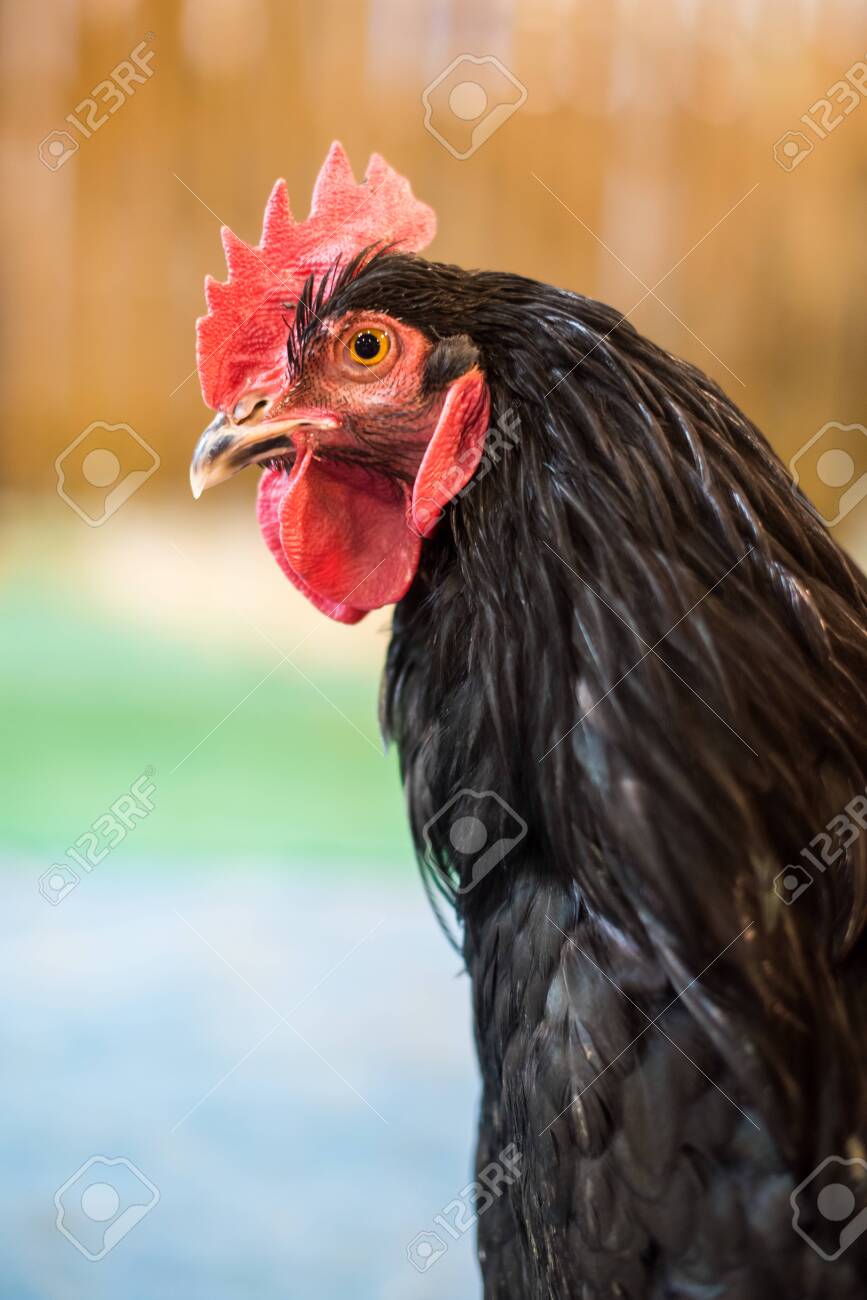 Who makes swedish erotica sex toys Chicken breast recepies