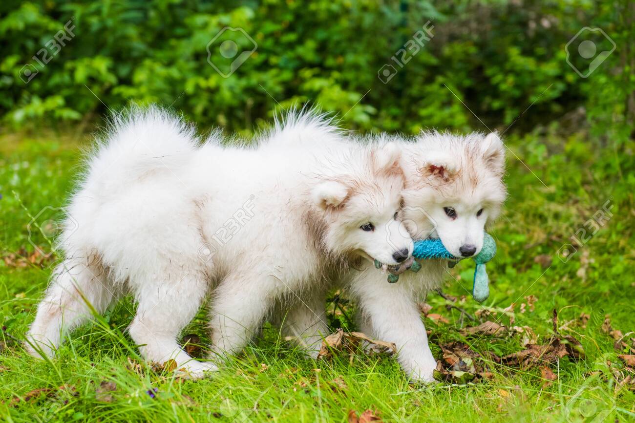toy samoyed dog