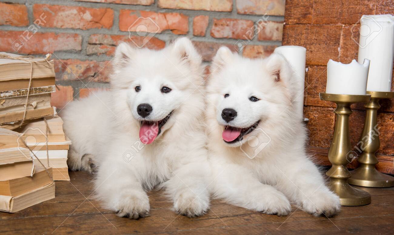 Samoyed Types Of White Fluffy Dogs Samoyed Types Of Spitz American