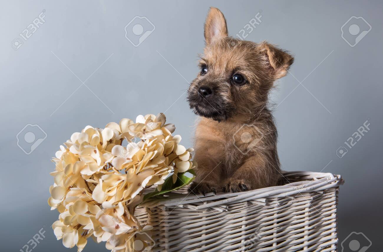 red cairn terrier