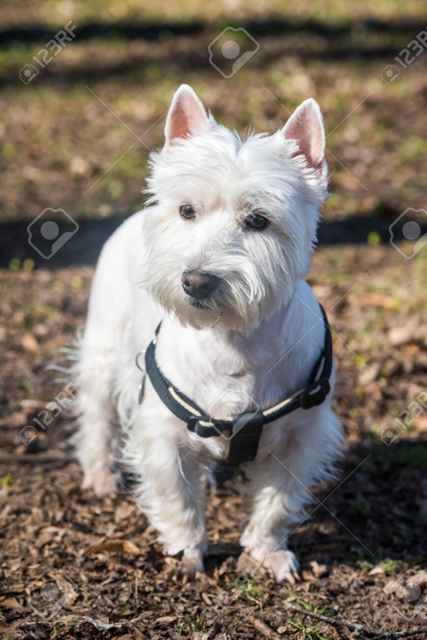 west highland white terrier