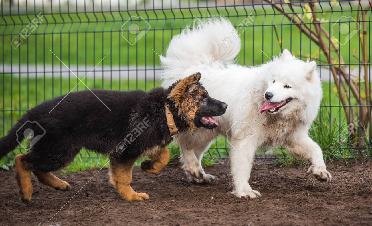 Full Grown Samoyed Puppy Brown Samoyed And German Shepherd 2025