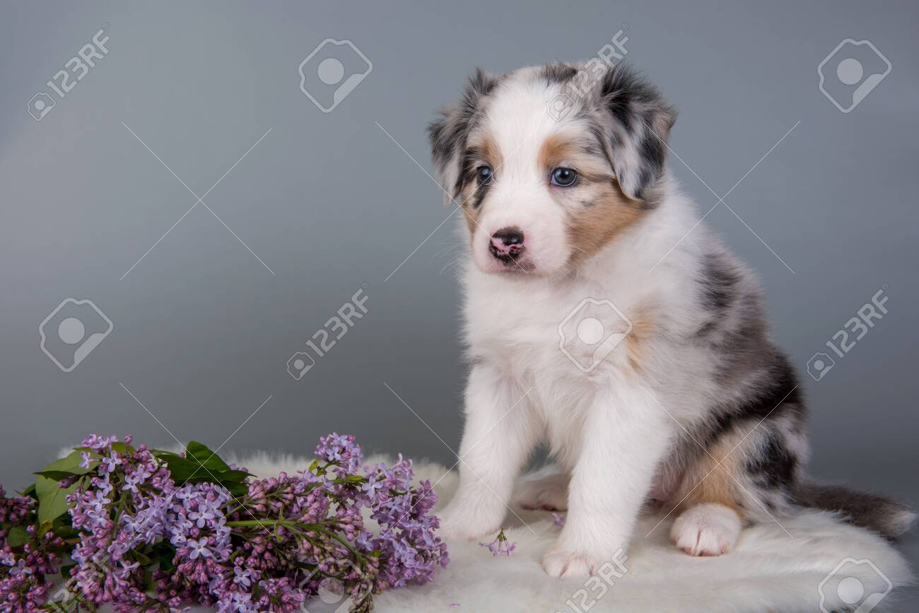 red merle