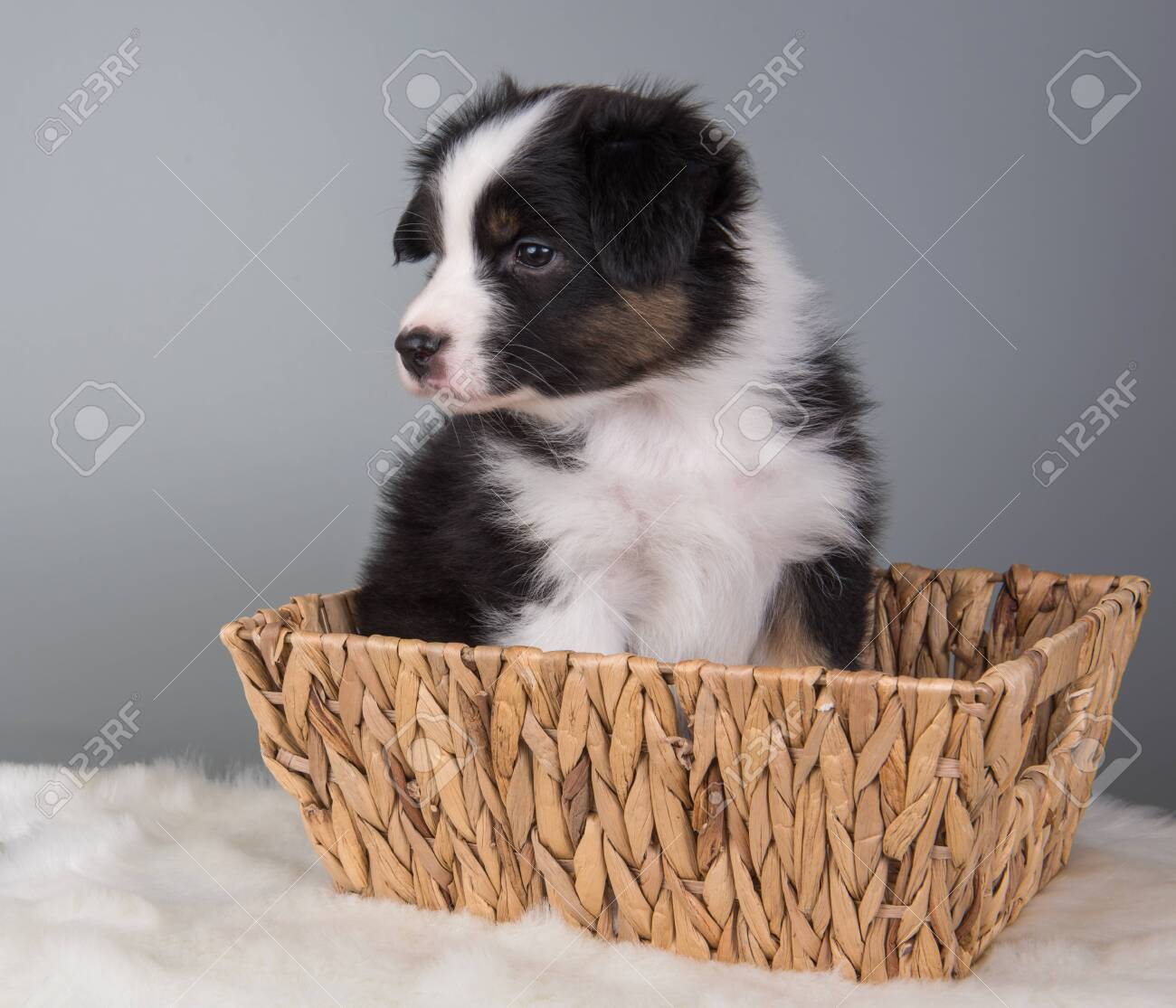 black and tan australian shepherd