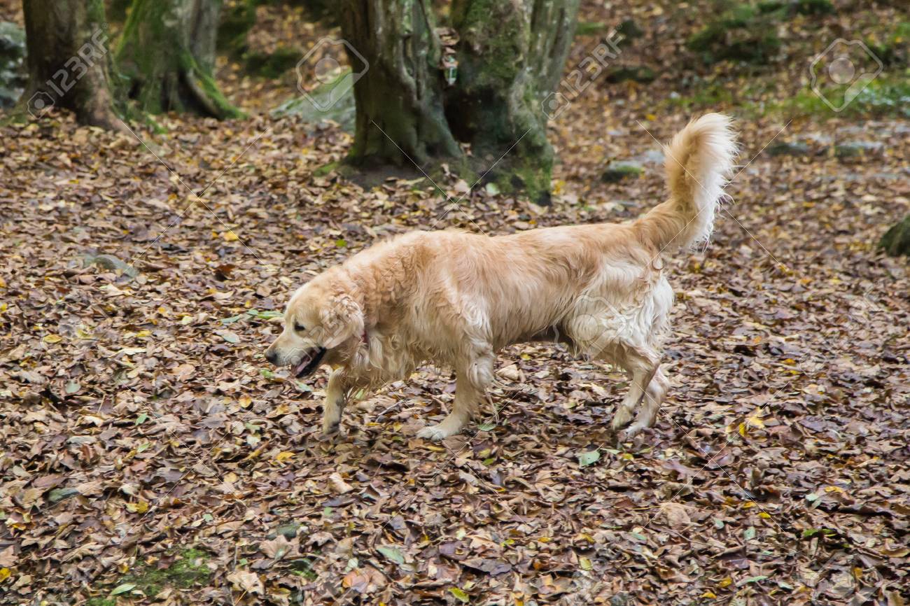 dog in the woods